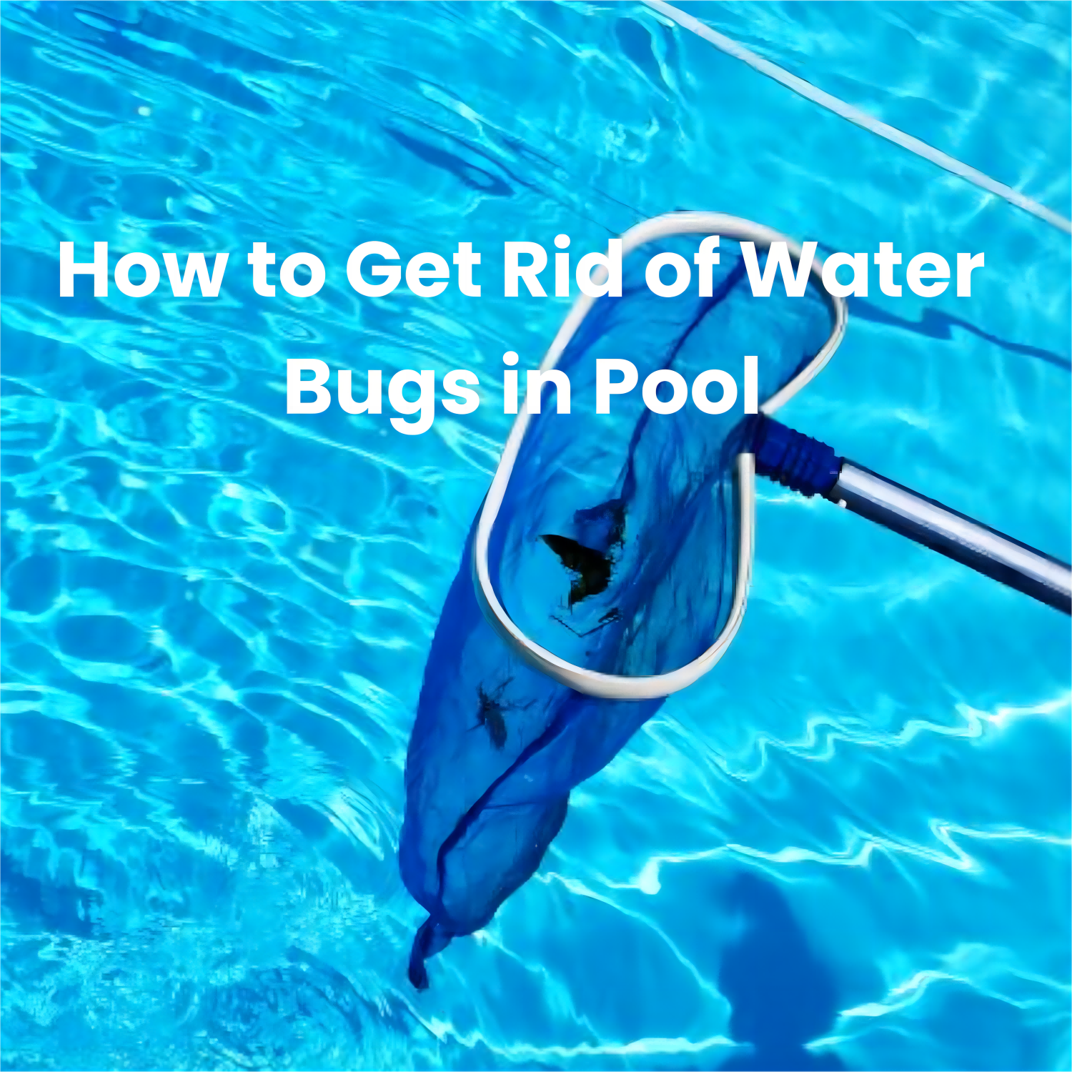 Get Rid of Pool Water Bugs