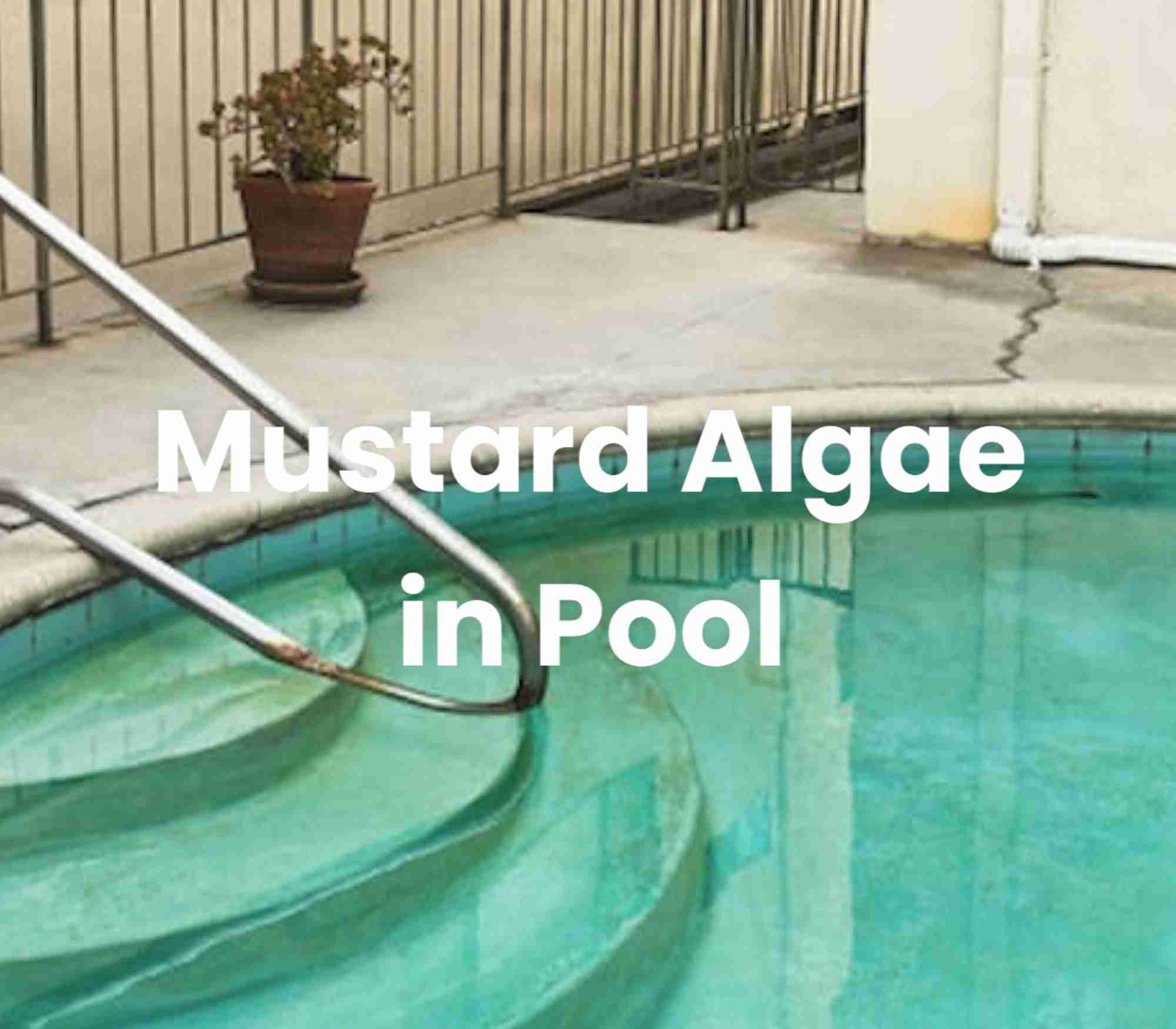 Mustard Algae in Pool