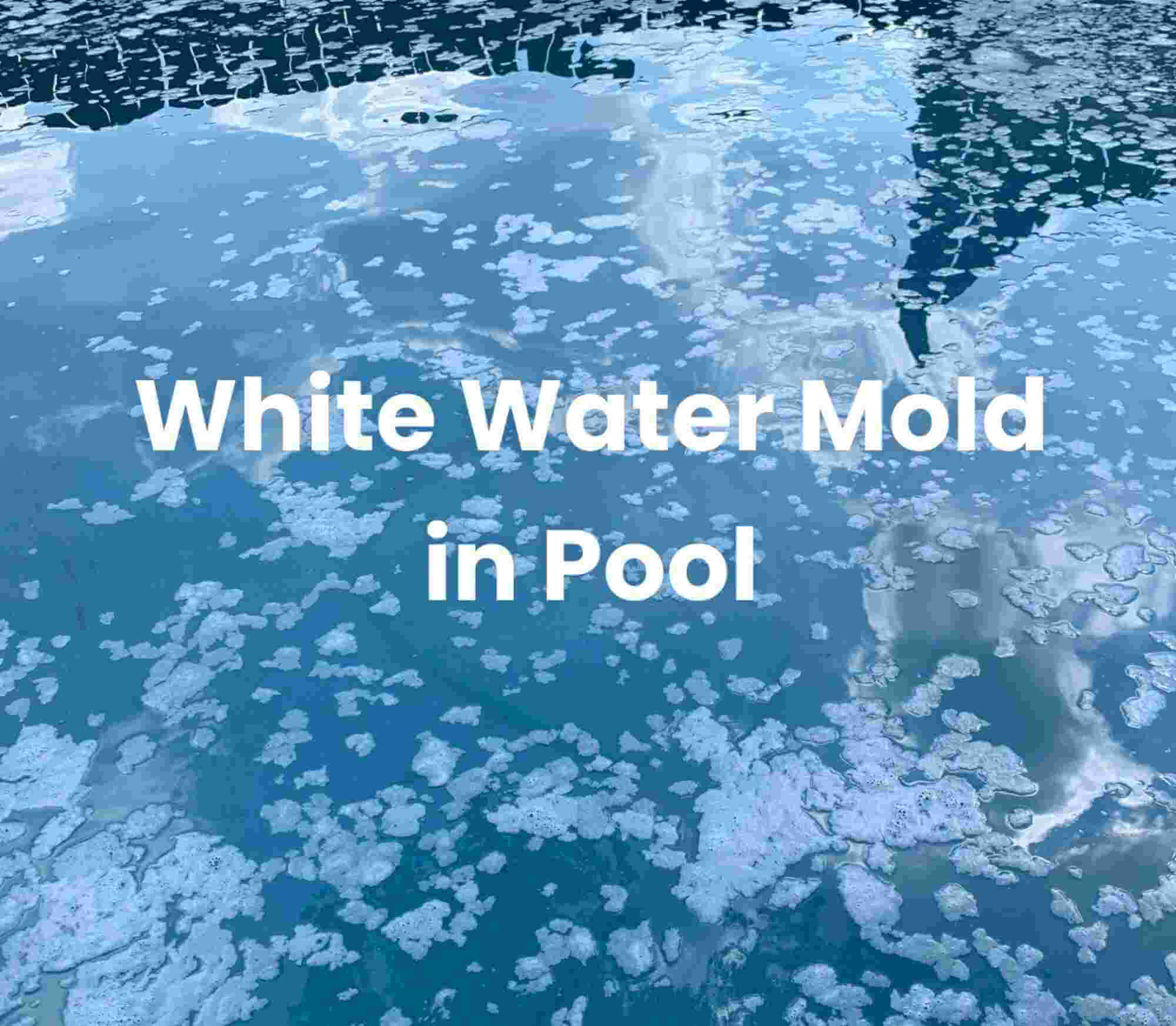 White Water Mold in Pool